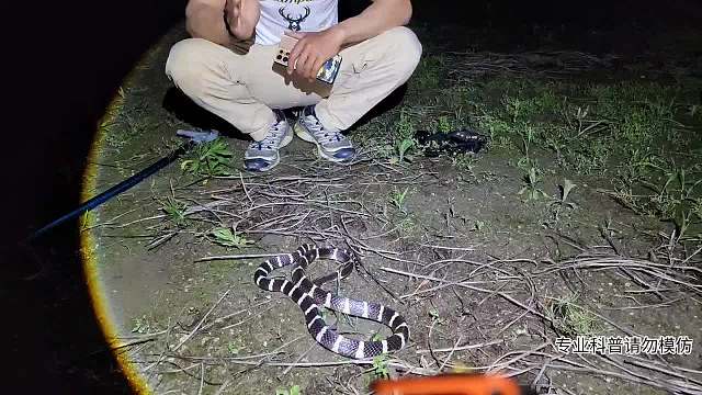 夜棲蛇類片段4