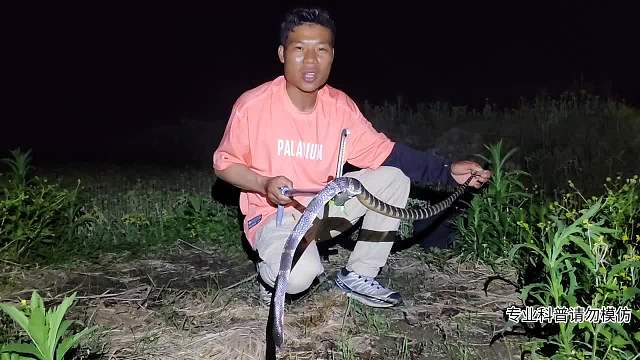 一次發(fā)現(xiàn)兩條蛇銀環(huán)蛇