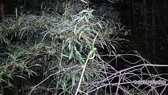 尋找灰腹綠錦-片段1