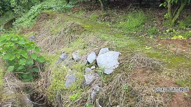 滑鼠蛇