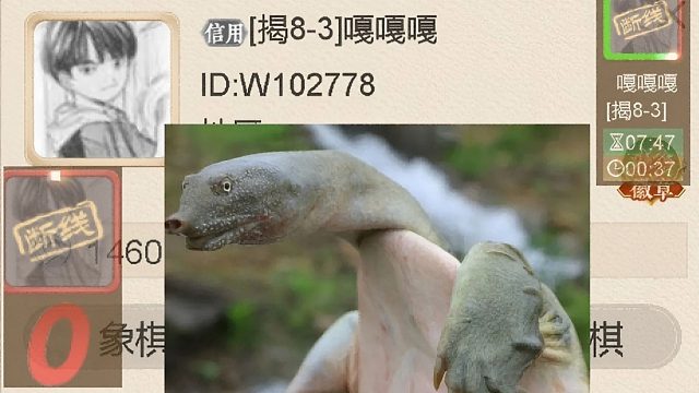 揭棋-斷線狗-虐跑了無(wú)地區(qū)人士嘎嘎嘎.很難想象8-3啥水平.這種垃圾怎么能到8-3呢.