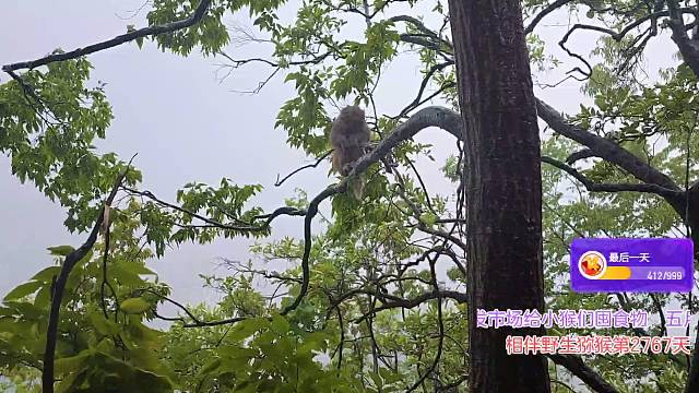 暴雨中的小紫俠