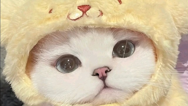 4w貢獻
