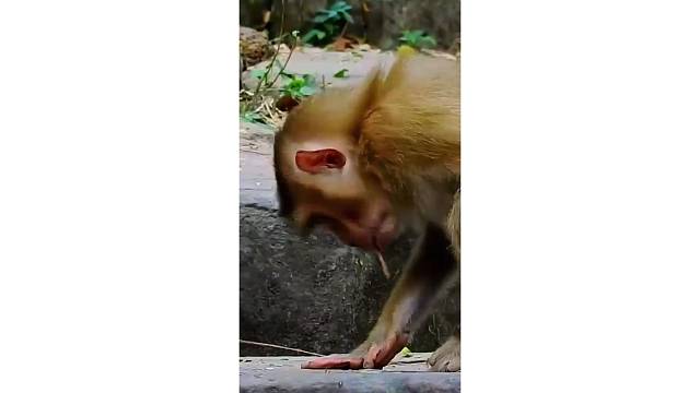 看一次笑一次！可憐的猴哥這是為女施主渡劫了啊……太有意思啦！