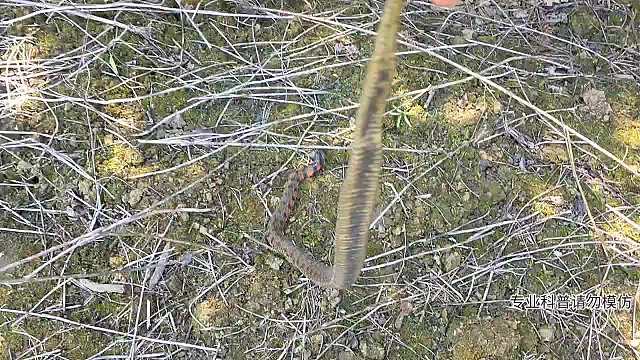 發(fā)現(xiàn)虎斑頸槽蛇！