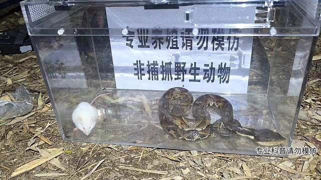 五步蛇毒性測試！?。?/></span><div   id=