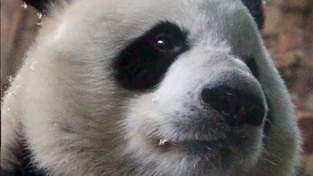 自帶一張委屈巴巴的臉