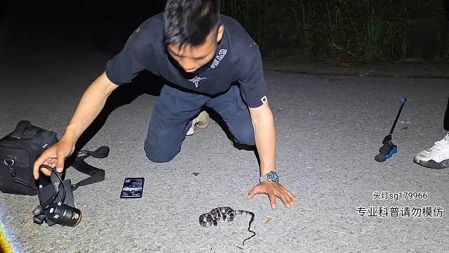 新品種白環(huán)蛇！