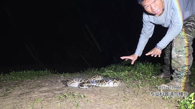 雨中科普巨蟒和放生蟒蛇回大自然