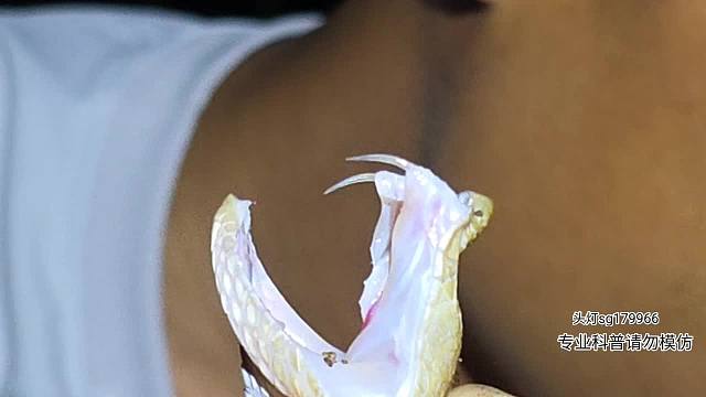 尖鱗原矛頭蝮排毒量