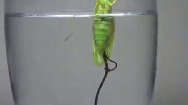 可怕的鐵線蟲，藏身在螳螂身體里面