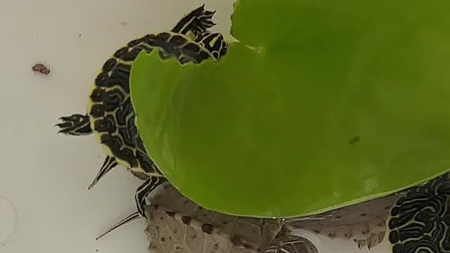 你不要再吃啦！?。。?！