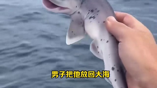 男子釣了一條小鯊魚，把它放回大海，沒想到多年后他們成了好朋友