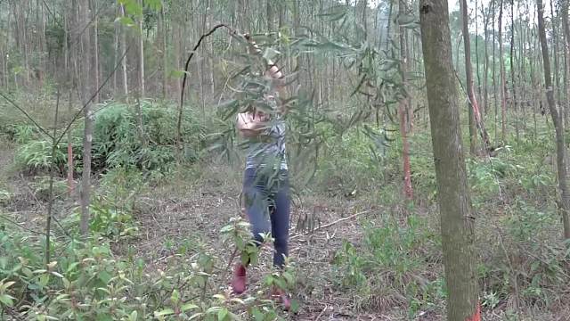 野外制作陷阱捕捉野雞和魚兒，在有蝎子出沒(méi)的樹林生存