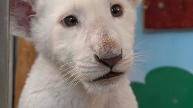 悄悄長大的白獅寶寶