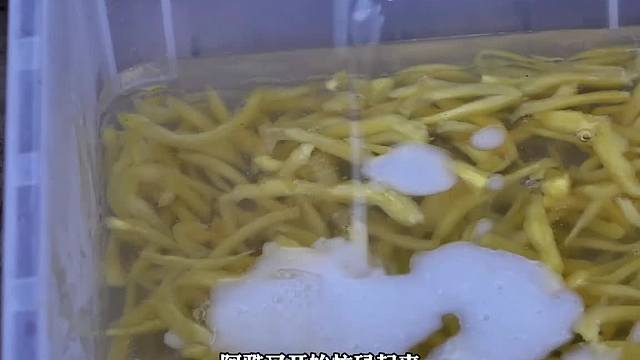 農場的一天，用珊瑚葉做解暑的涼粉(2)