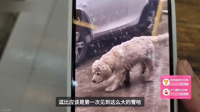 老辛巴太猛了 小多比第一次玩雪