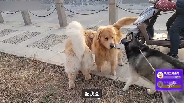 哈瑞的河道social 遇到大金毛和小狗狗