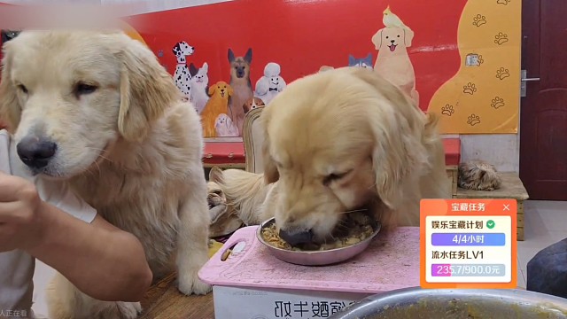 哈瑞和倫倫吃土豆燉牛肉