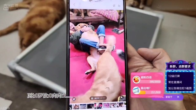 可愛的狗狗們