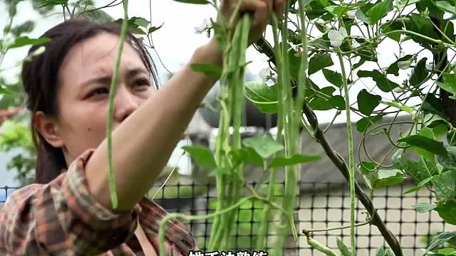農村姑娘的孤獨生活，找到從谷倉出逃的小豬(1)