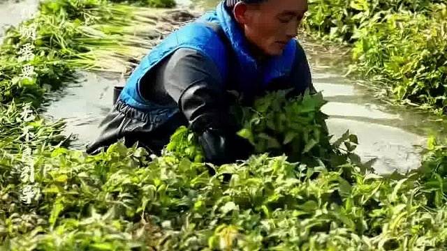 采摘水芹的過(guò)程，你有沒(méi)有見(jiàn)過(guò)呢
