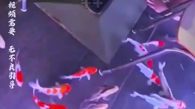 1751559286667泰國(guó)的一家錦鯉魚(yú)咖啡館，看起來(lái)非常的有趣