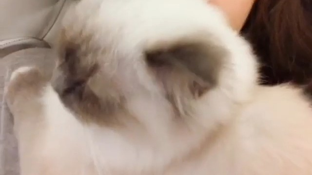 貓咪小可愛