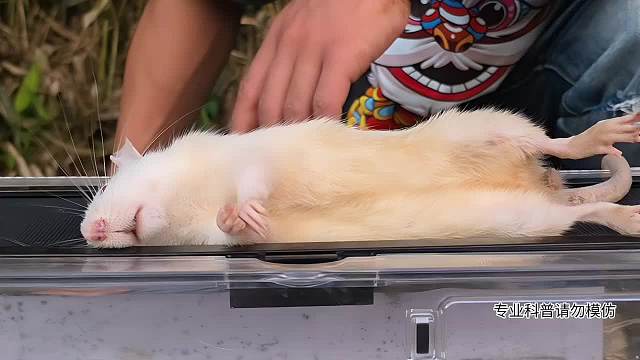 9.1 蛇類科普蛇哥直播名場面