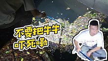 【小酷】不要把牛牛嚇死嘞