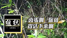 【小酷】鹵蛋啊  你可得活下來(lái)啊