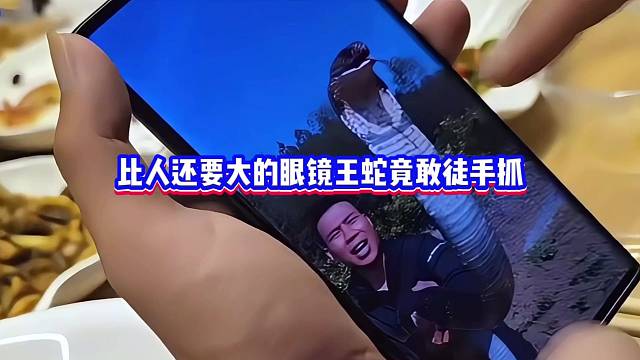 小酷:比人還要大的眼鏡王蛇竟敢徒手抓