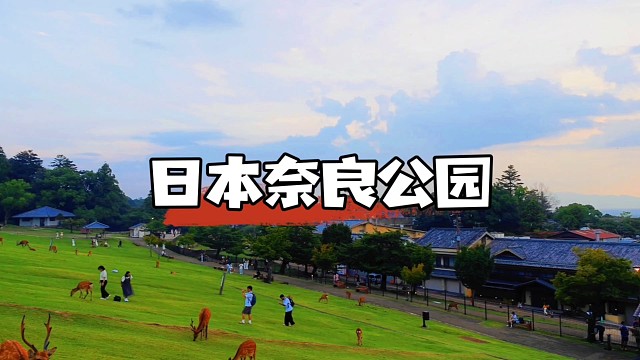 日本奈良公園，一座古老的城市公園，在這里可以和小鹿零距離接觸