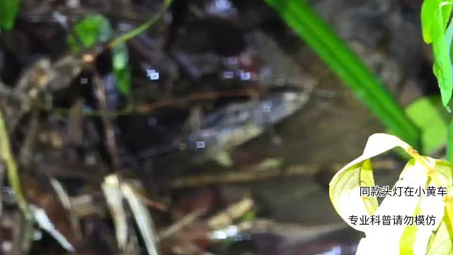 巨型蜥蜴?。。。?/></a><div   id=