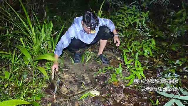 發(fā)現(xiàn)網(wǎng)紋蟒第一視角?。。?！