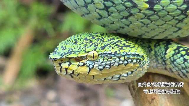 鎧甲蝮蛇?。。?！