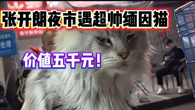 張開朗逛夜市驚現(xiàn)超帥緬因貓，價(jià)值五千元！