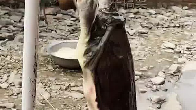 被龜咬手指該咋辦