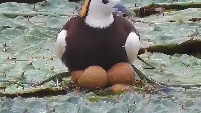 老爺們不靠譜