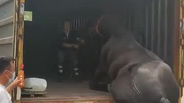 賽級馬都很貴的 如果傷到腳踝，師傳這一趟是白干了！