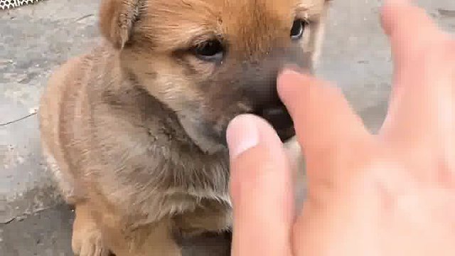 小狗剛來和混熟了以后