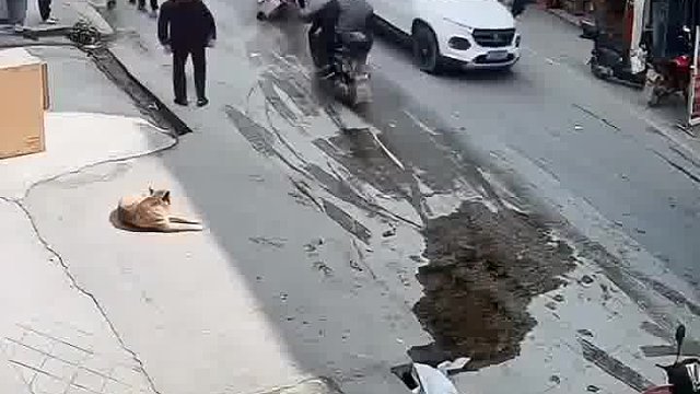 狗子也愛(ài)看熱鬧