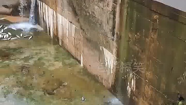 魚太多根本撿不完