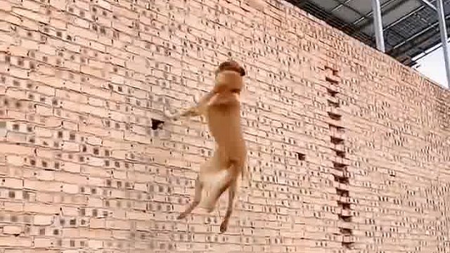 狗子對主人是多大的信任