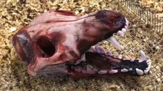 皮甲虫清理郊狼头骨用来制作标本#国外视频分享 #郊狼 #标本制作