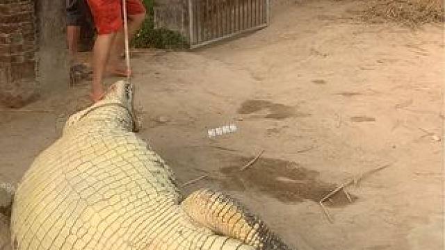 巨鳄六个人都拉不动#鳄鱼养殖场 #危险动作请勿模仿