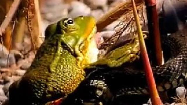可怜的青蛙 #国外视频分享 #奇妙的动物 #野生动物零距离