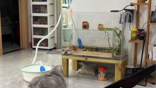 给BB猪的猫窝鱼缸换水 #猫和人类幼崽 #记录猫咪日常