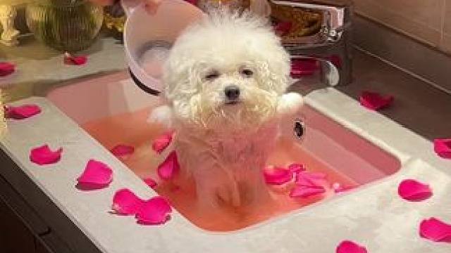 小狗沉浸式花瓣浴，浪漫的人都有自己的乌托邦#比熊 #小狗spa日 #全网最爱泡澡的狗子