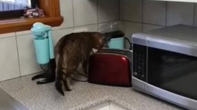 猫被面包吓跑了#动物的迷惑行为 #傻猫